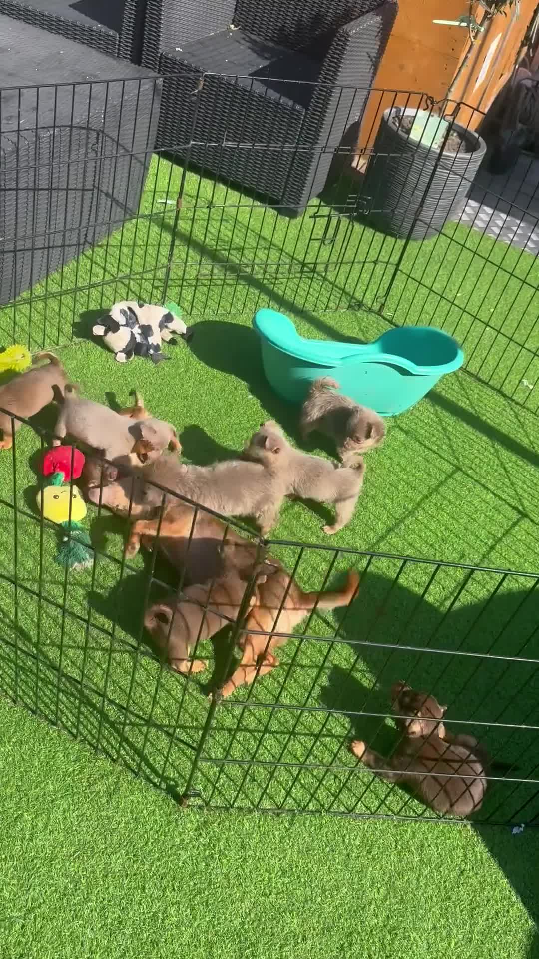 Jack Russell dogs for sale: Miniature Jack Russell puppy’s for sale  - Video 1