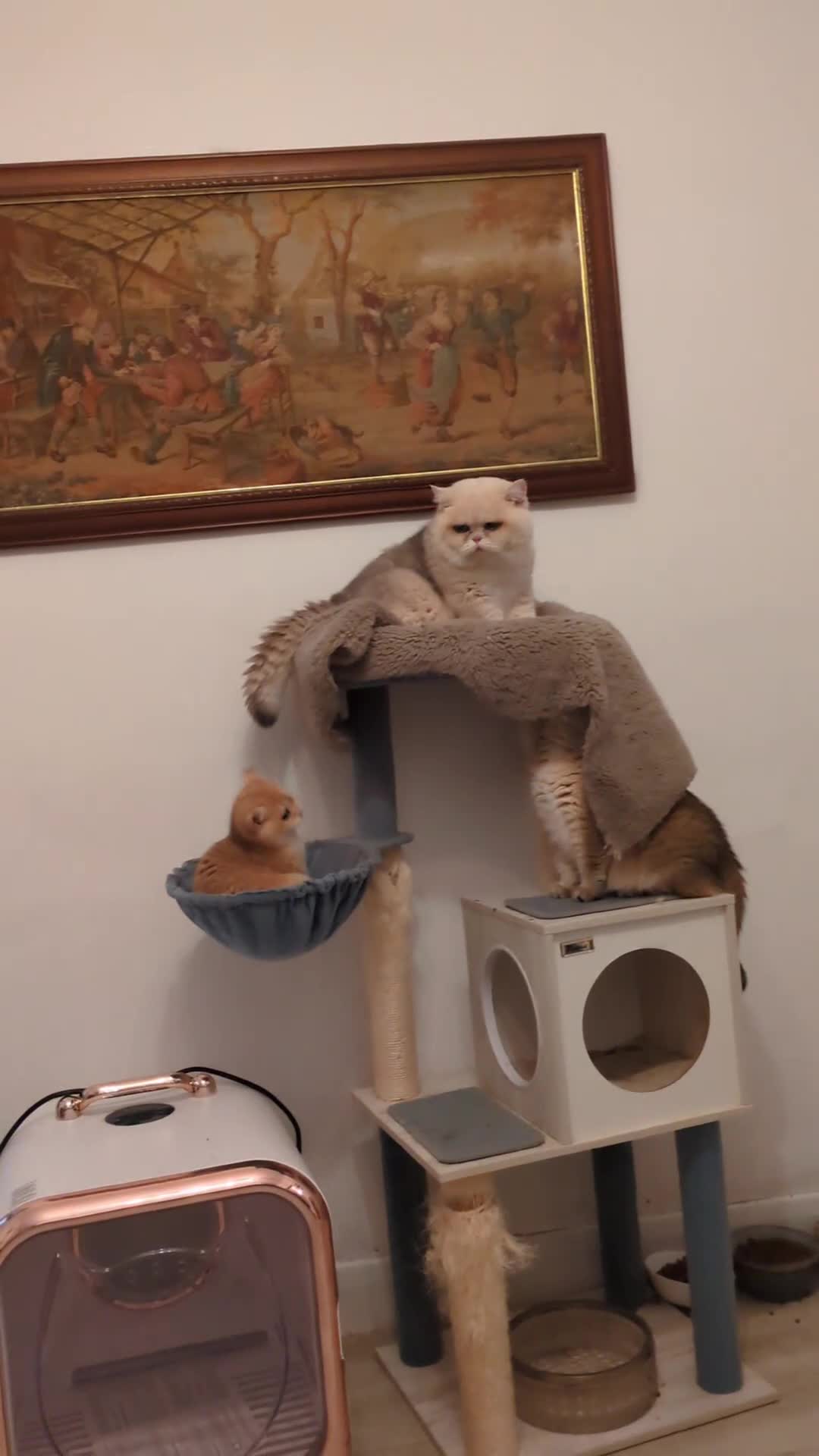 British Shorthair cats for sale: ** Pending ** Absolute diva  - Video 1