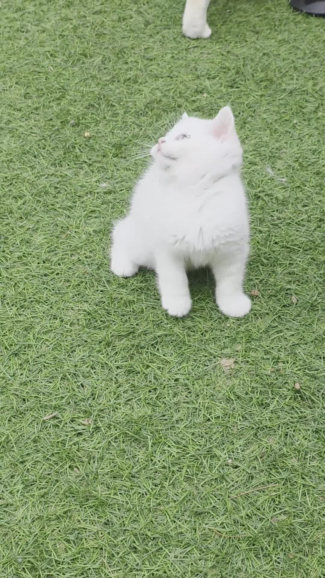British Shorthair cats for sale: Beautiful British Shorthair Longhair Kittens TICA - Video 2