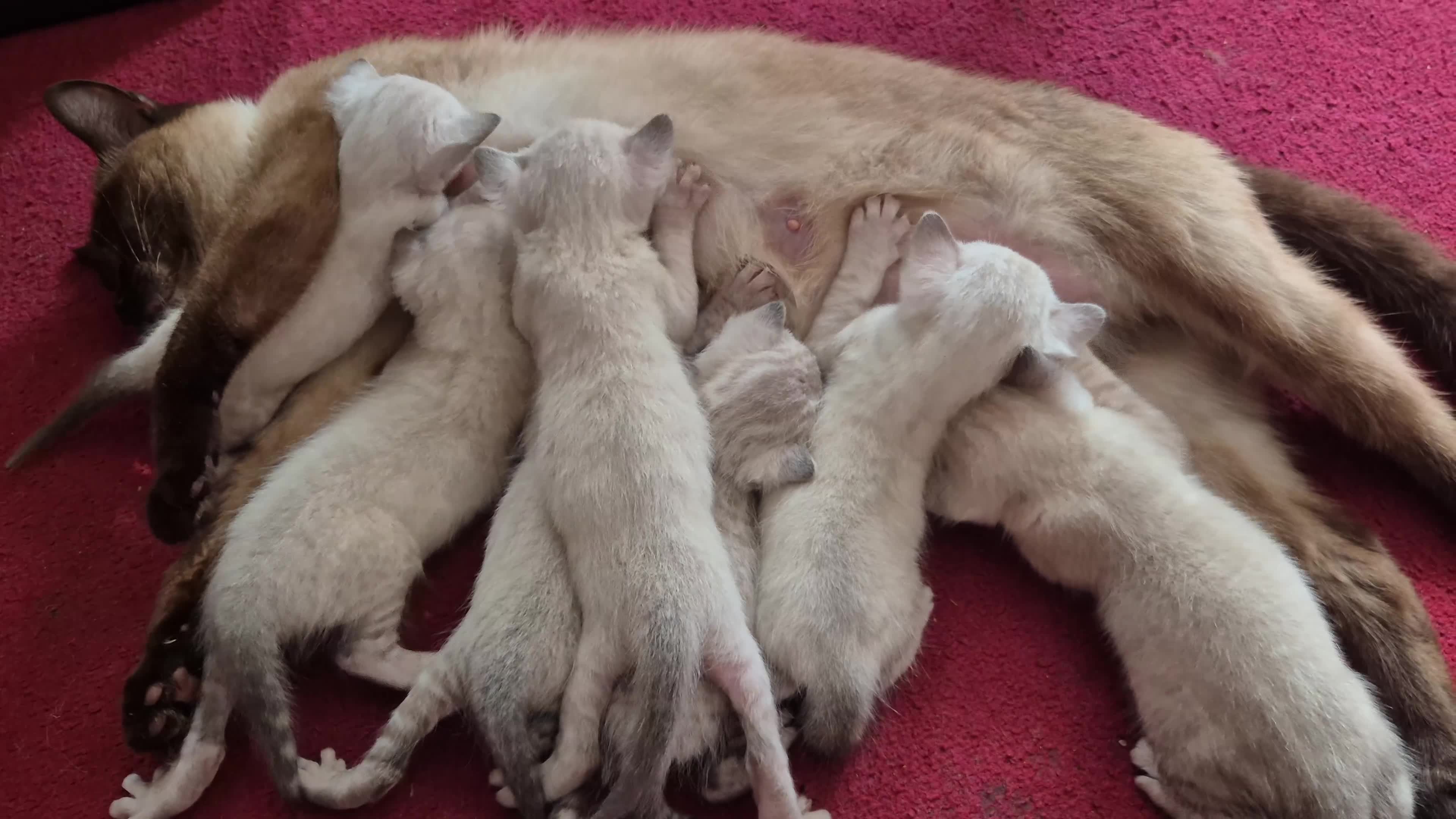 Mixed Breed cats for sale: Bengal Siamese mixed - Video 2