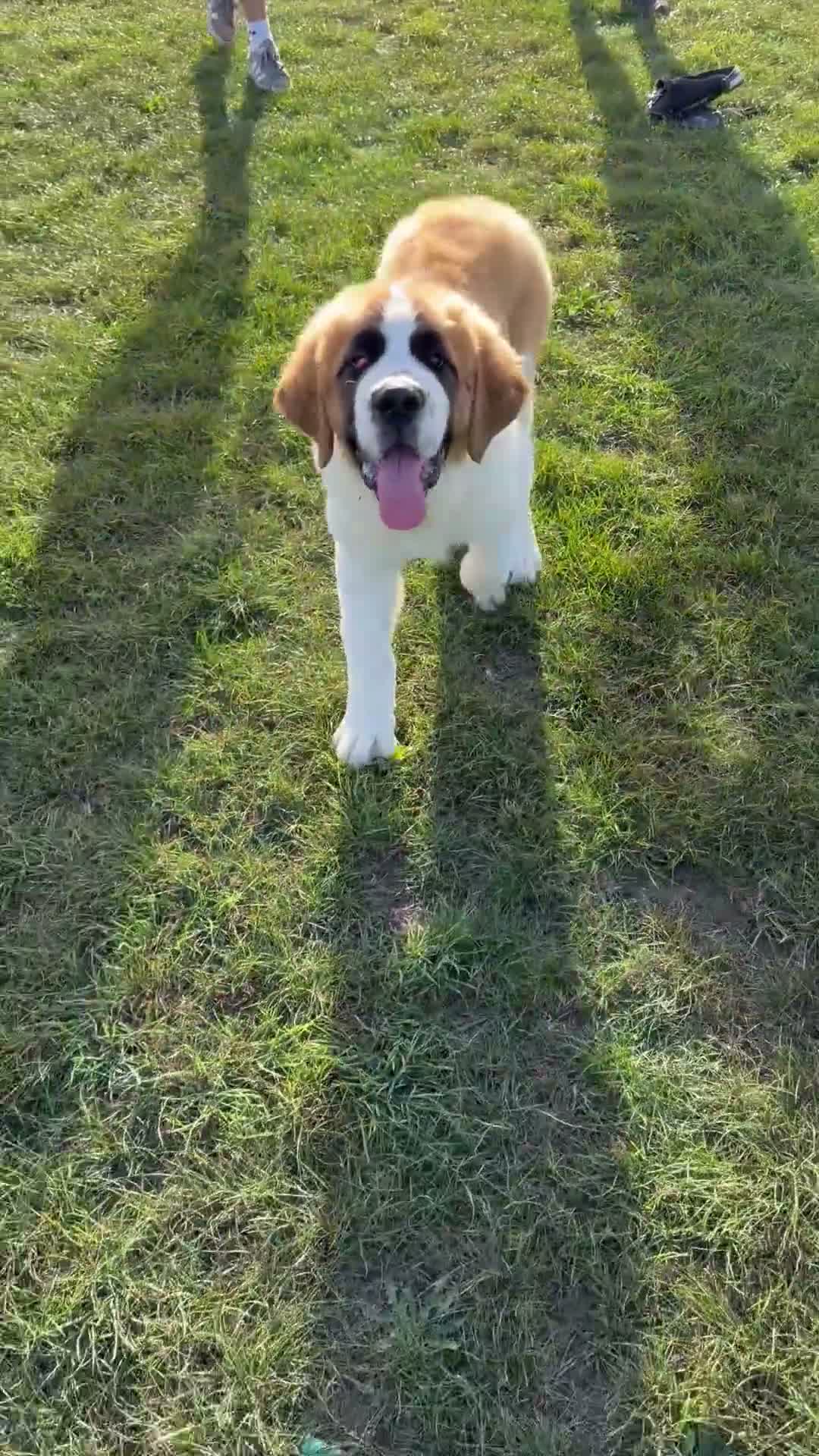 Saint Bernard dogs for sale: Saint Bernard  - Video 1