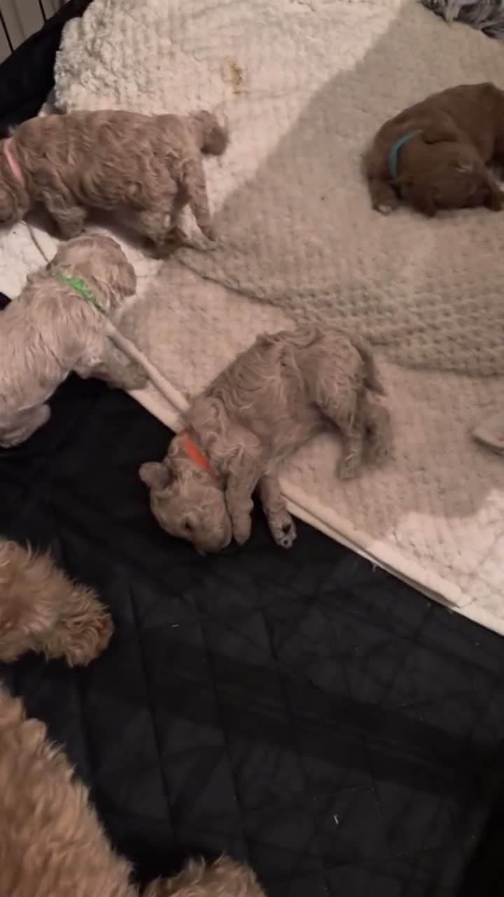Cavapoo dogs for sale: Beautiful cavapoo pups  - Video 2