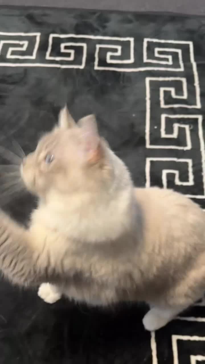 Ragdoll cats for sale: Ragdoll female cat - Video 1