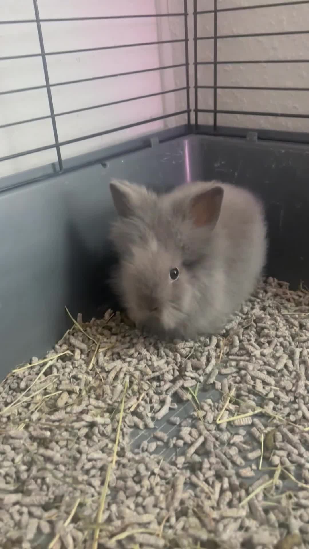 Lionhead rabbits for sale: Double Lionhead baby rabbits  - Video 2