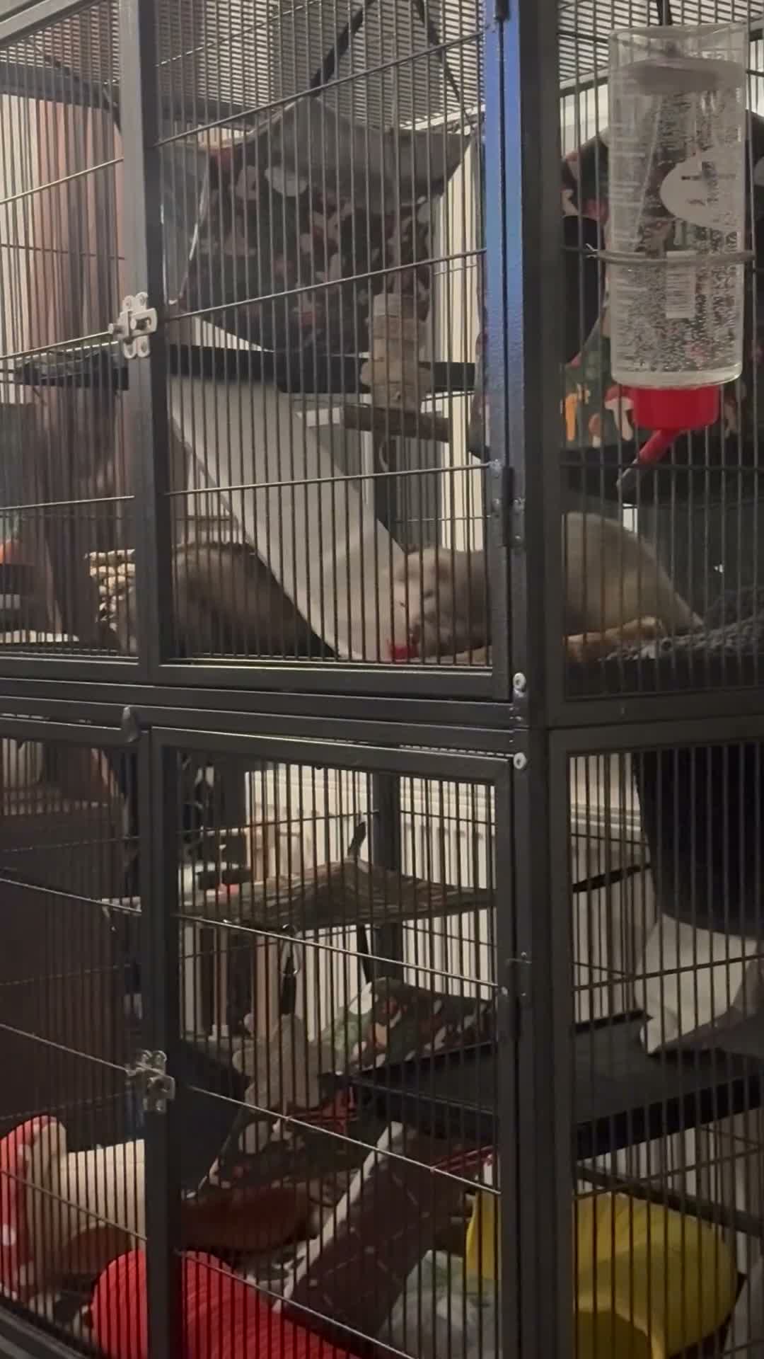 Ferret rodents for sale: Two female ferrets and whole set up.  - Video 3