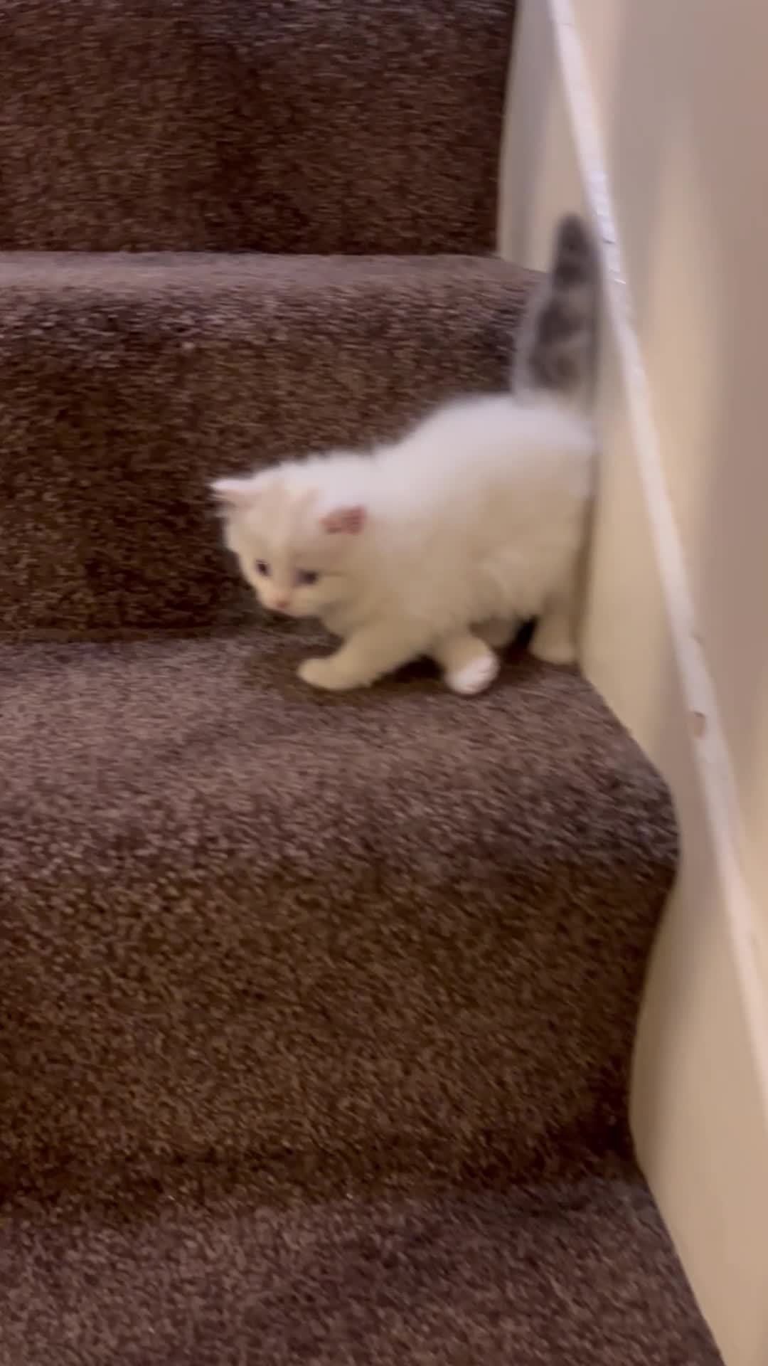 British Shorthair cats for sale: British shorthair  - Video 1