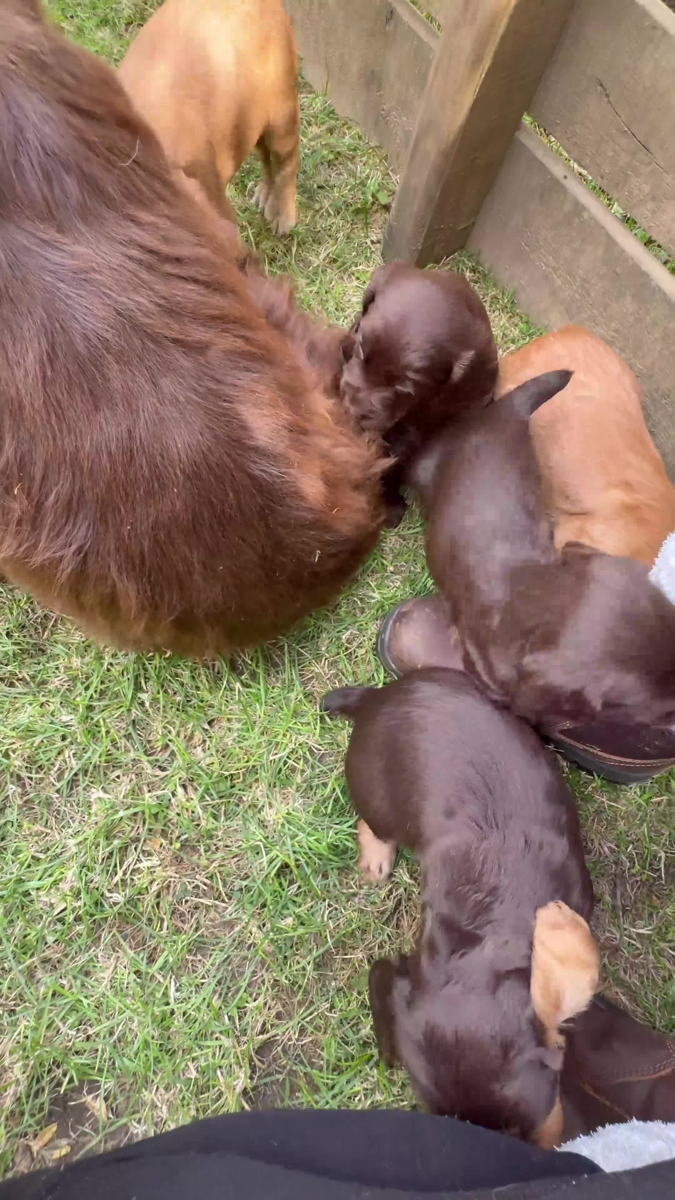 Cocker Spaniel dogs for sale: Cocker Spaniel Puppies Available  in Thirsk - Video 3