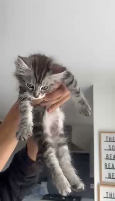 Maine Coon cats for sale: Main coon kittens ready now - Video 1
