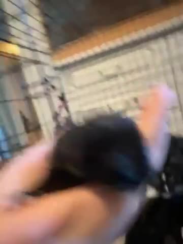 Mixed Breed cats for sale: Mixed breed, mum is ragdol cross  - Video 4