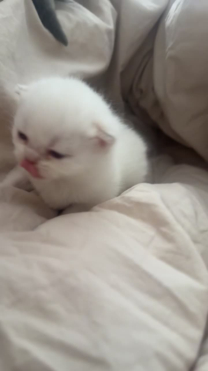 British Shorthair cats for sale: Fluffy BSH kittens  - Video 3