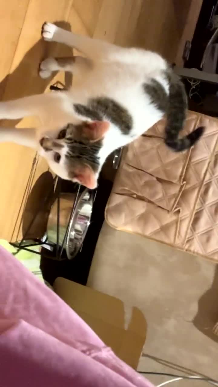 Domestic Shorthair cats for sale: Male tabby kitten  - Video 2