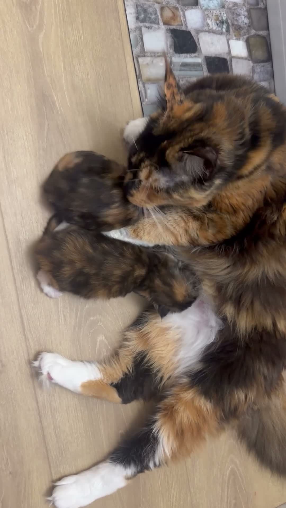 Maine Coon cats for sale: Female Calico Maine Coon KittensColours & Markings in Bristol - Video 1