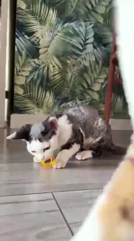 Devon Rex cats for sale: Cuddle bug❤️ Devon Rex boy available now - Video 1