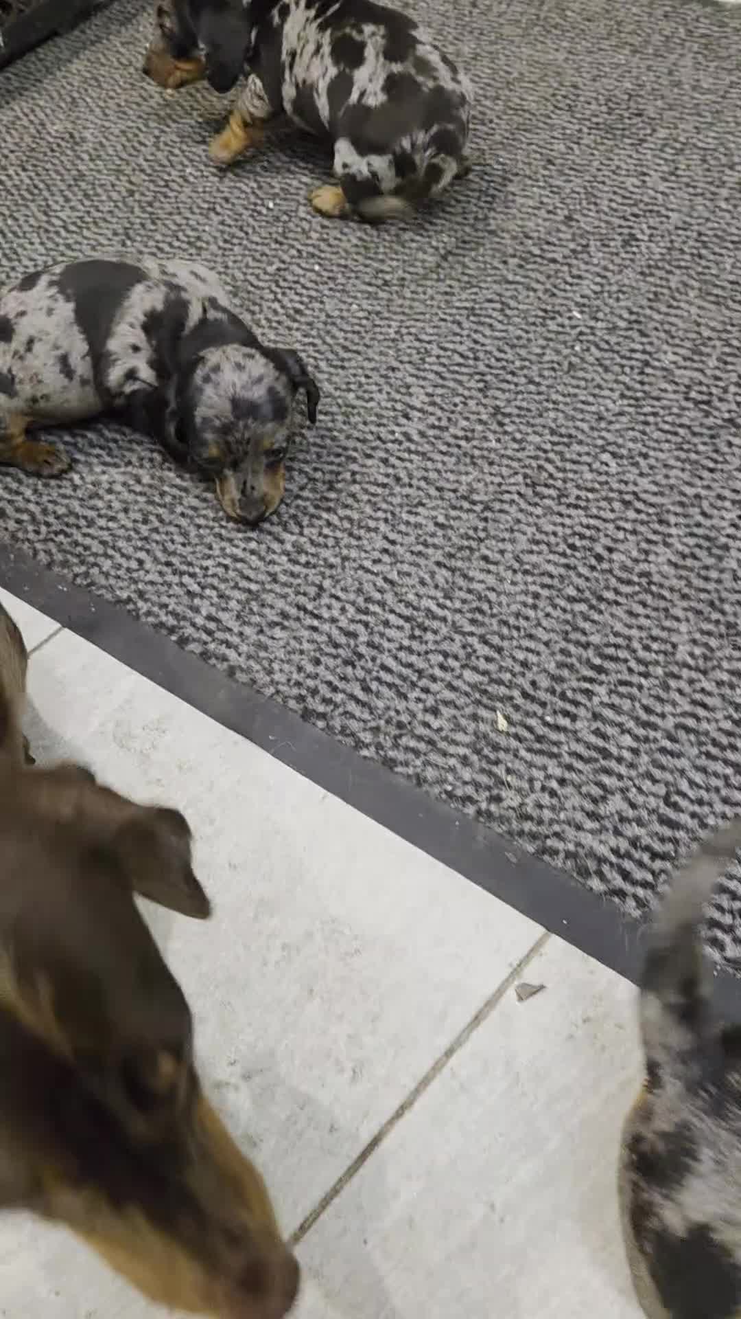 Miniature Dachshund dogs for sale: QUALITY PRA CLEAR MIN DACHSHUNDS  - Video 1