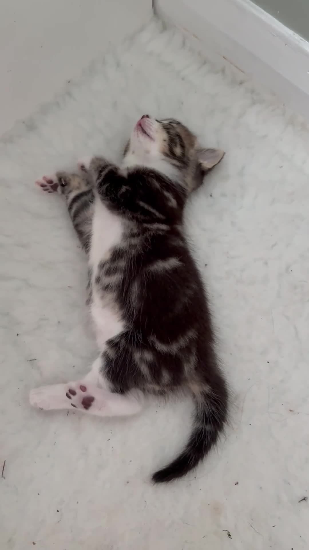 Mixed Breed cats for sale: Four beautiful kittens ready now  - Video 2