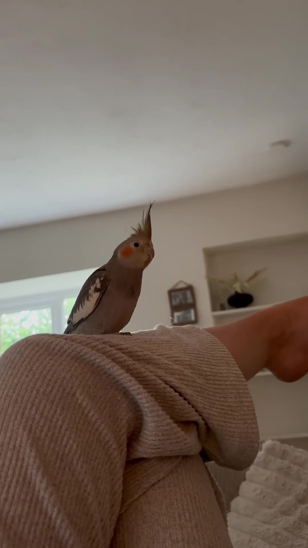 Cockatiels birds for sale: Extremely friendly Cockatiel  in Leeds - Video 1