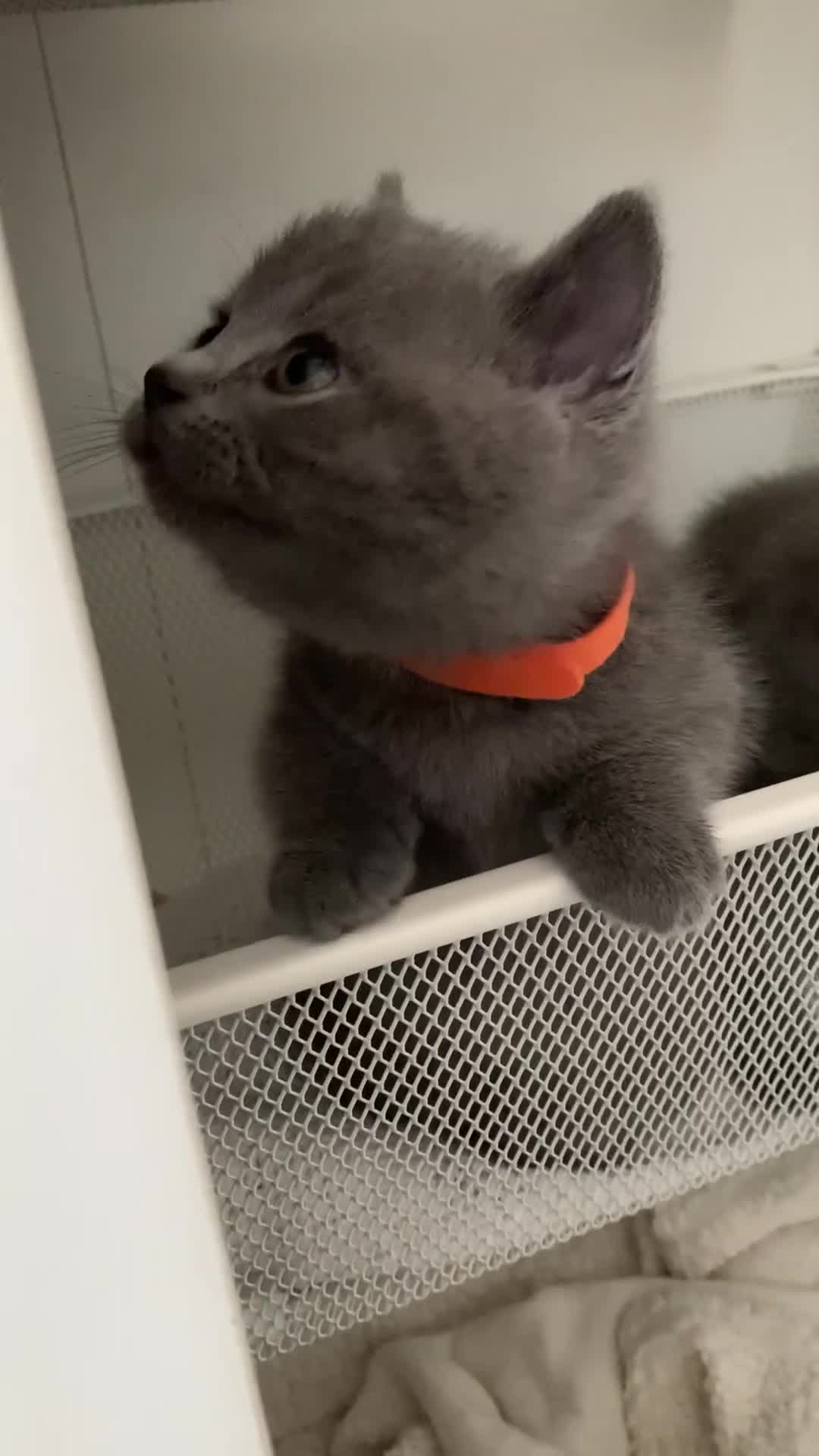 British Shorthair cats for sale: British Shorthair Kittens – Sweet Round Faces 🐻💛 - Video 1