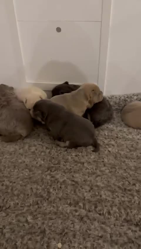 Mixed Breed dogs for sale: French chow puppies  - Video 1
