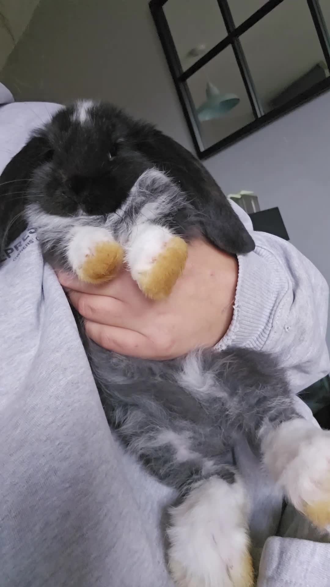 French Lop rabbits for sale: Pedigree giant french lop - Video 5