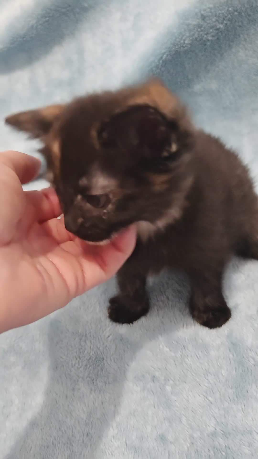 Mixed Breed cats for sale: Beautiful kittes Videos - Video 5