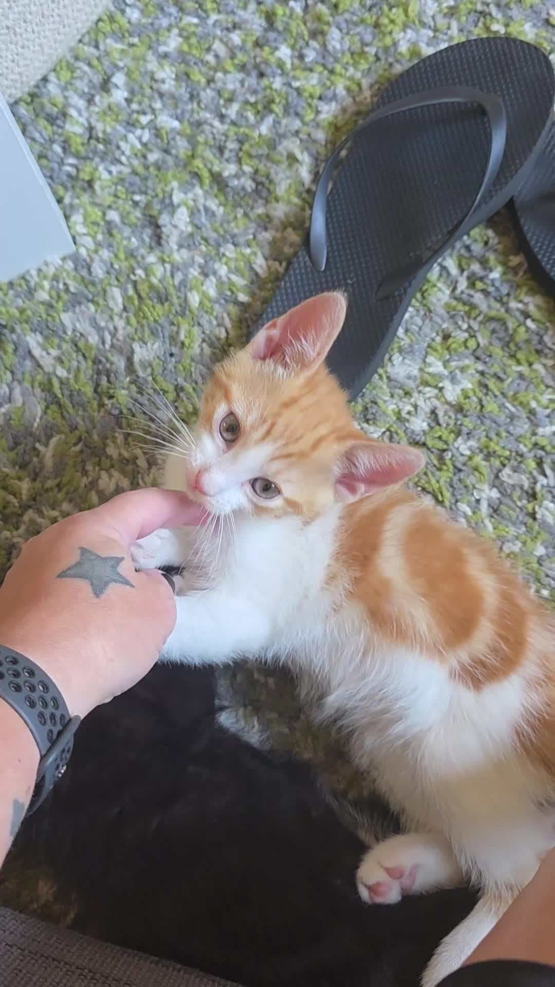 Mixed Breed cats for sale: Male Kitten - Video 1
