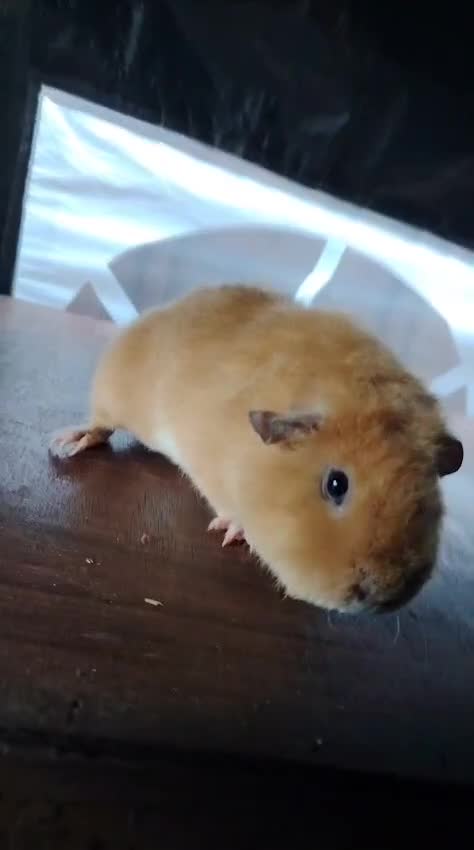 Guinea Pig rodents for sale: Gunipigs babies  - Video 1