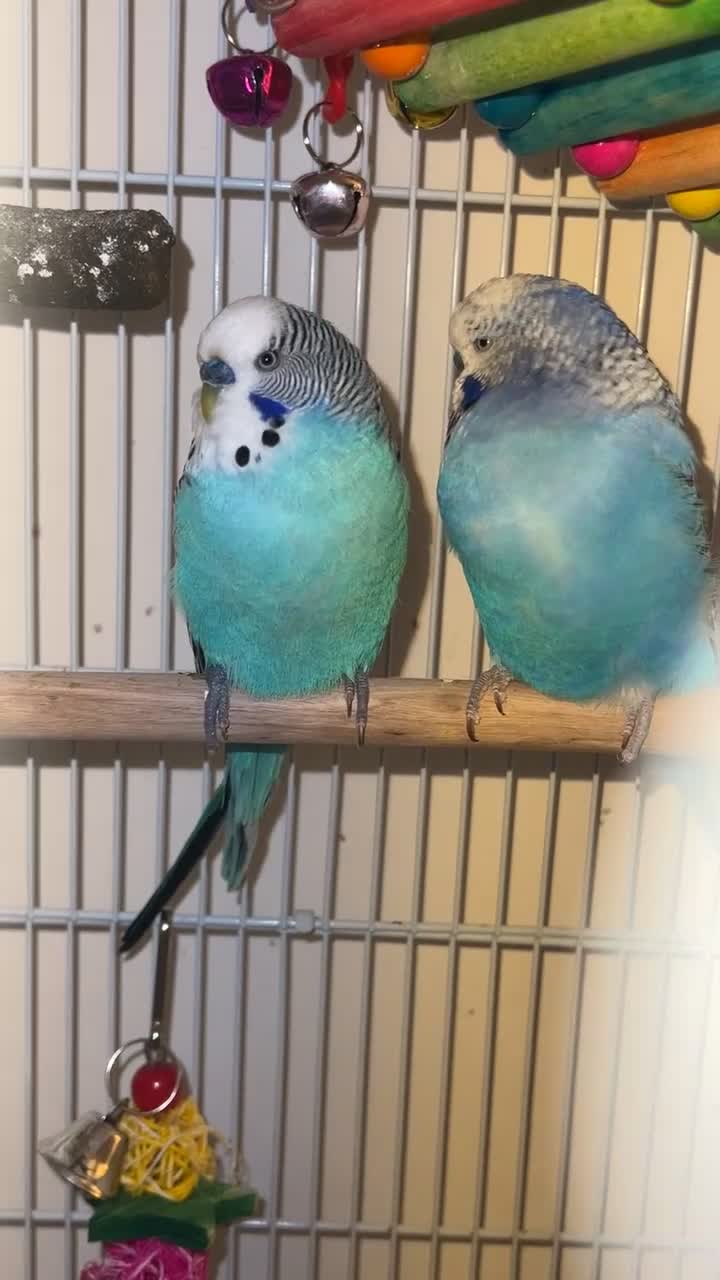 Budgerigars birds for sale: Two male budgies £45 comes with cage + accessorys - Video 3