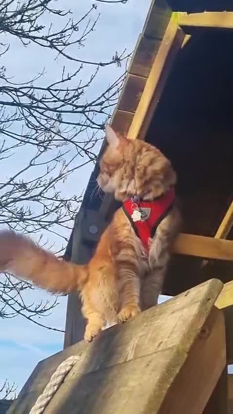 Maine Coon cats for stud: Tica Registered Stud available for stud services  - Video 1