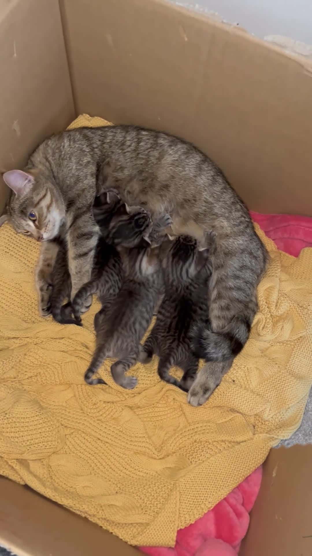 Mixed Breed cats for sale: 2 female tabby kittens left £250 each - Video 1