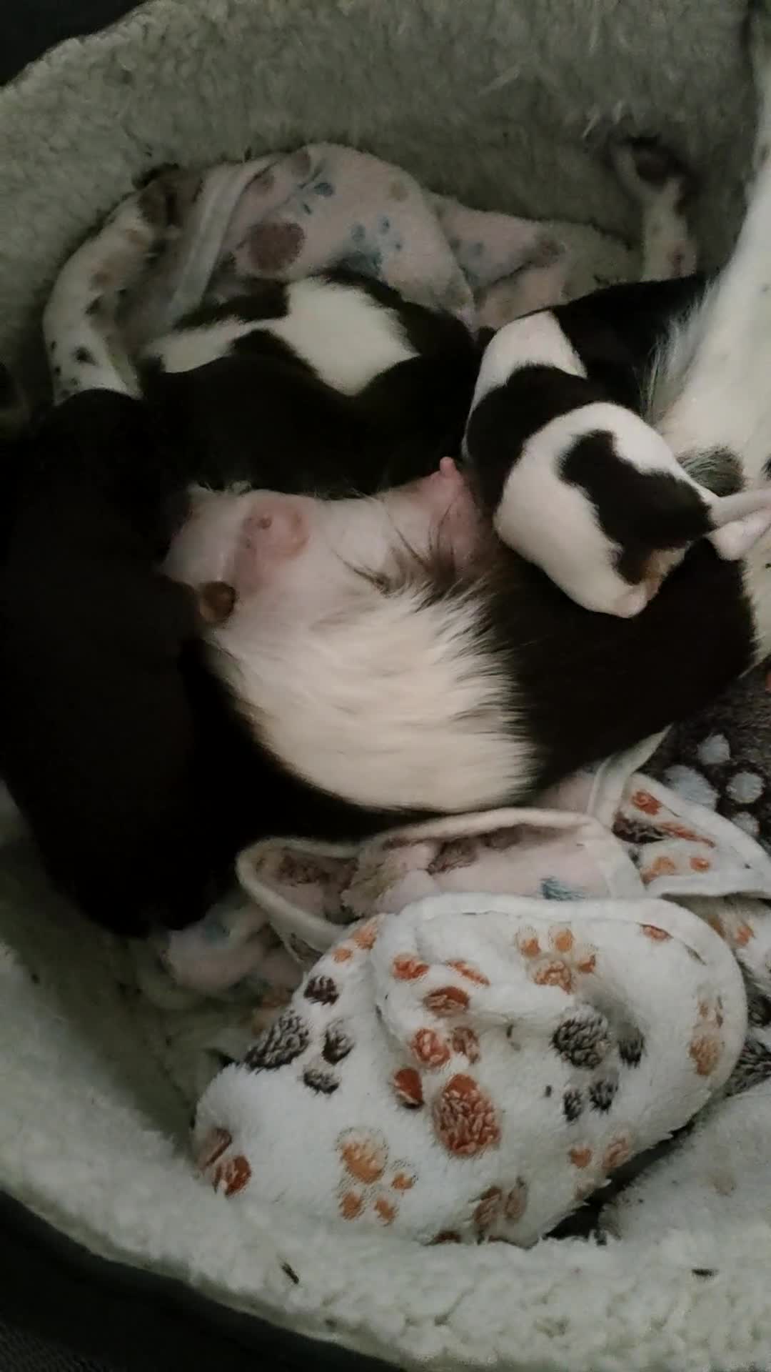 Chihuahua dogs for sale: Chihuahua puppies for sale - Video 1