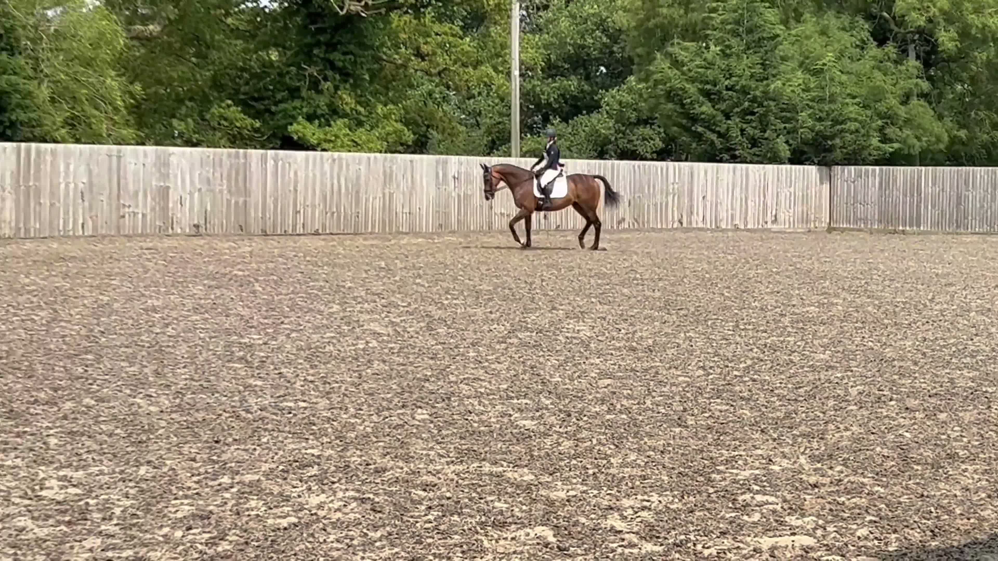 English Thoroughbred horses for sale: 16.1/2HH 17 YEAR OLD THOROUGHBRED EX-RACER GELDING in Newark - Video 3