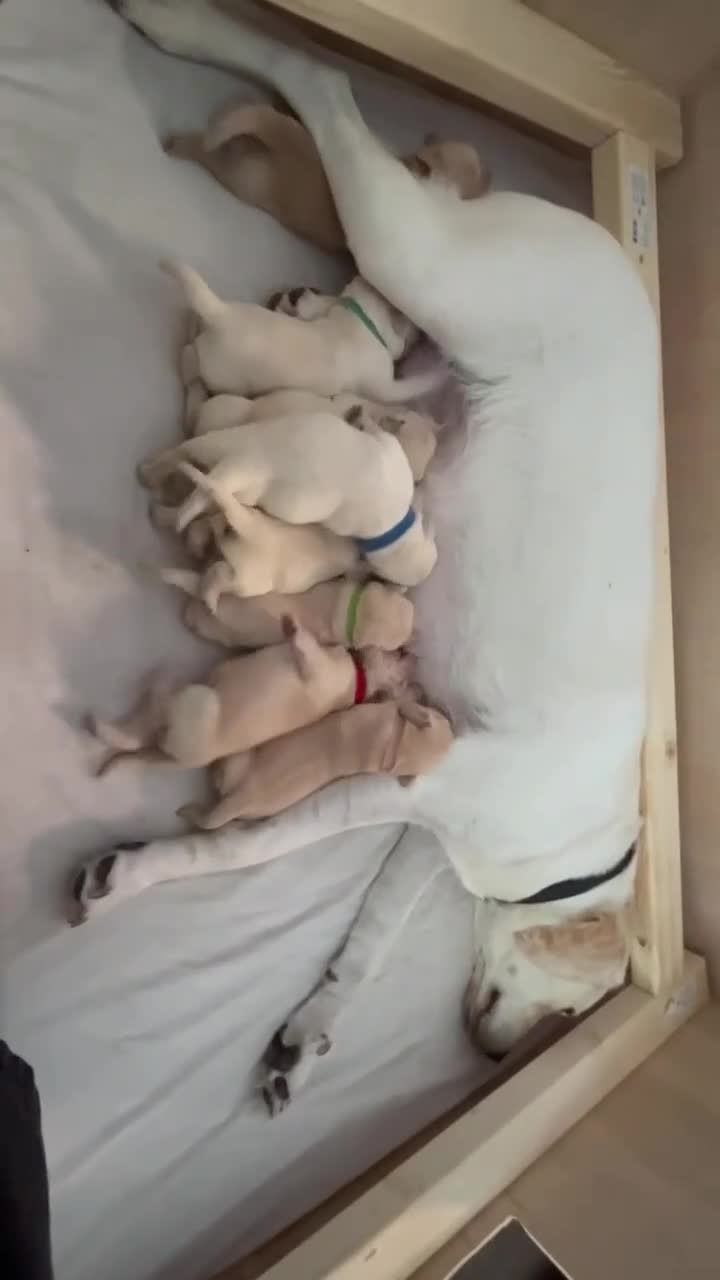 Labrador Retriever dogs for sale: Maggies beautiful babies confirmed - Video 3