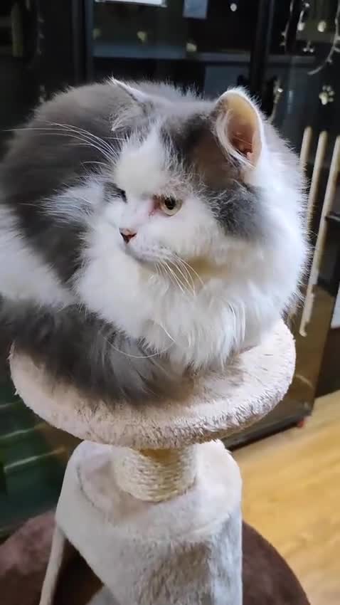 Mixed Breed cats for adoption: SILVER -EXTREMELY HANDSOME NEUTERED BOY - Video 1