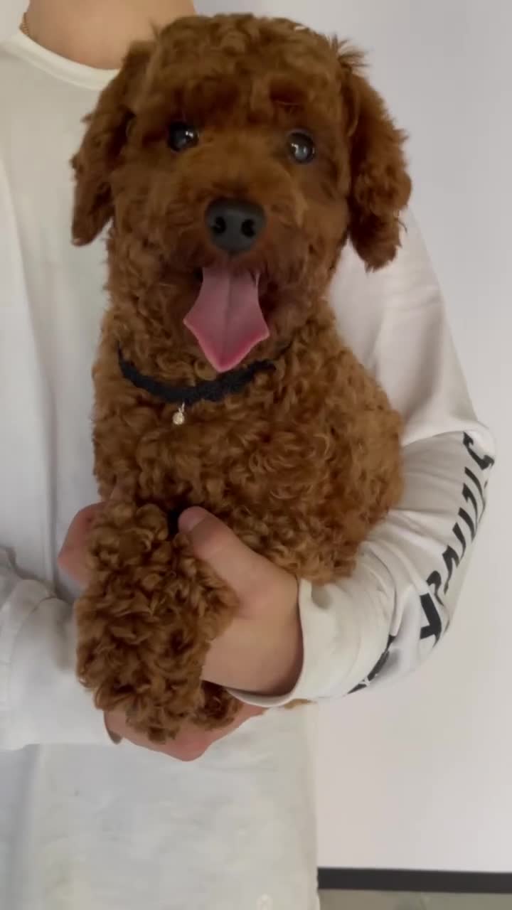 Pomapoo dogs for sale: Pomapoo Girl Lindy (£2000 INC. UK Delivery) - Video 1