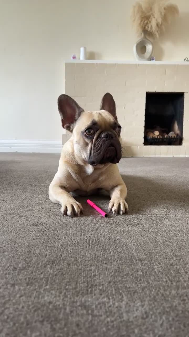 French Bulldog dogs for sale: 🐾3yr Old Frenchie looking for his forever home🐾 - Video 1