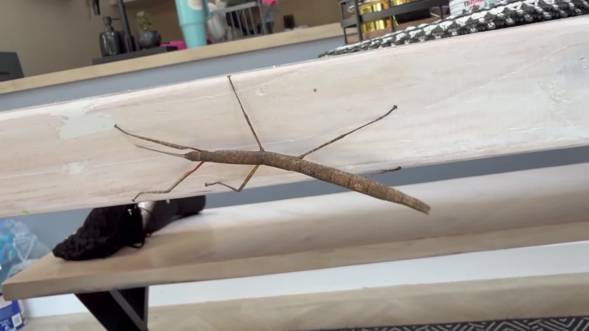 Stick Insects invertebrates for sale: FREE Indian Stick Insects Nymphs/ Enclosure £5  - Video 1