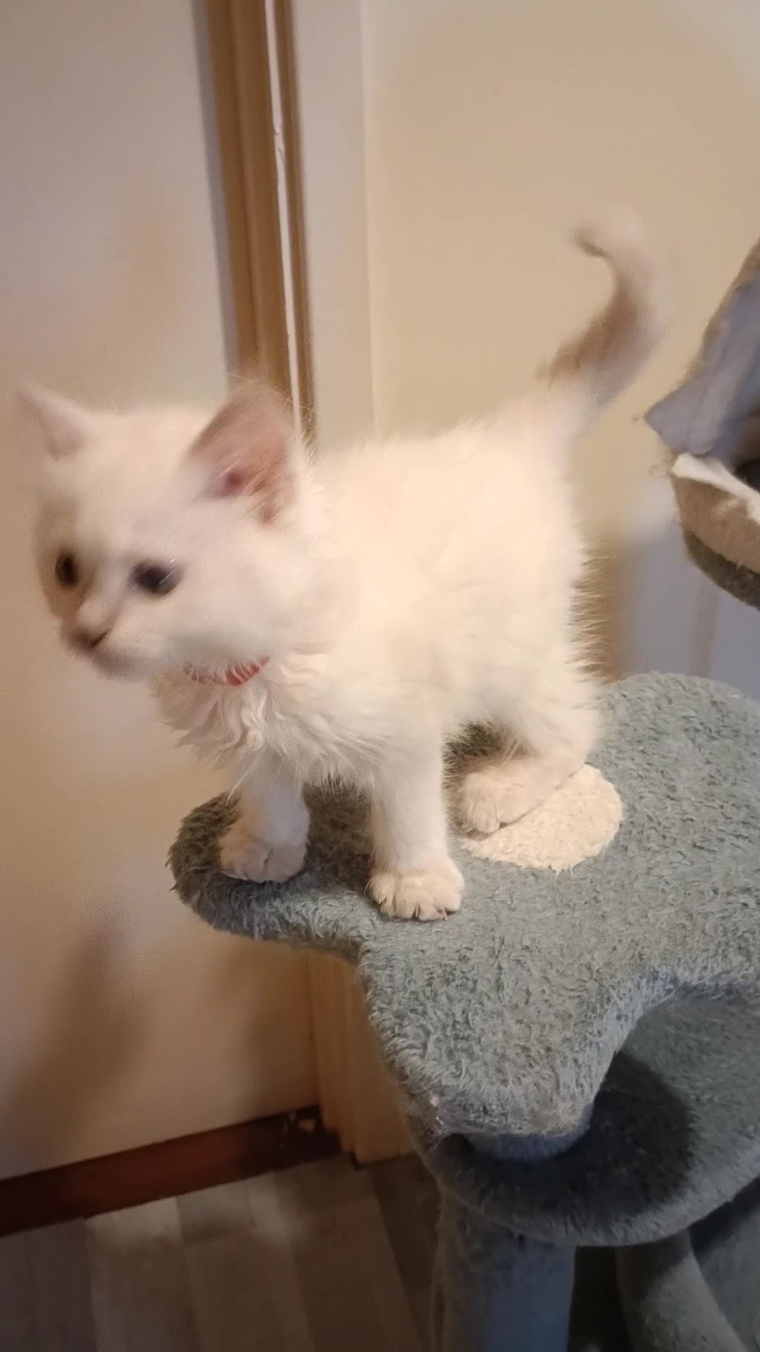 Ragdoll cats for sale: Ready now Rare active fawn point boy - Video 3