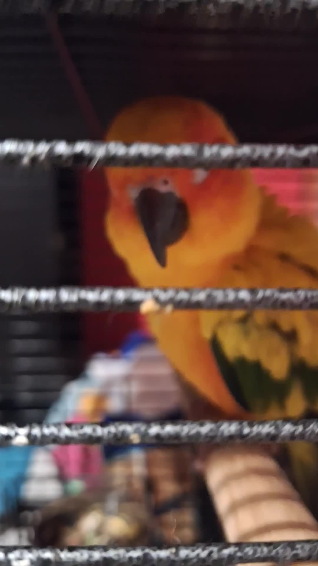 Conures birds for sale: 2 year old Sun Conure for sale. - Video 1