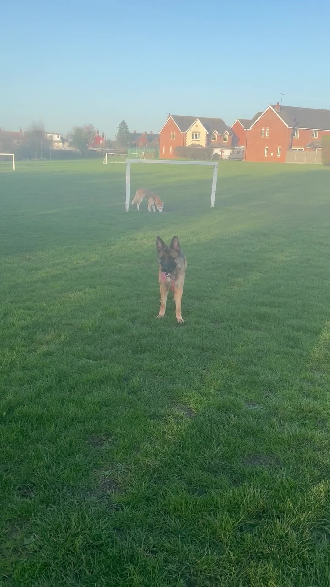 German Shepherd dogs for sale: German Shepherd  - Video 1