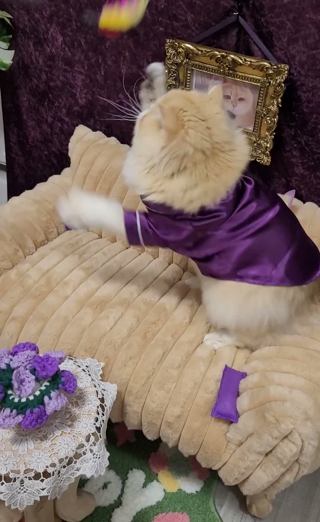 British Longhair cats for stud: BLH Golden Tipped NY12 Cheeky green 👀 stud - Video 2