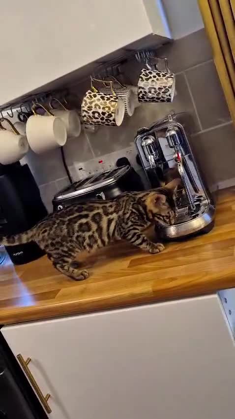 Bengal cats for sale: Bengal boy - Video 1