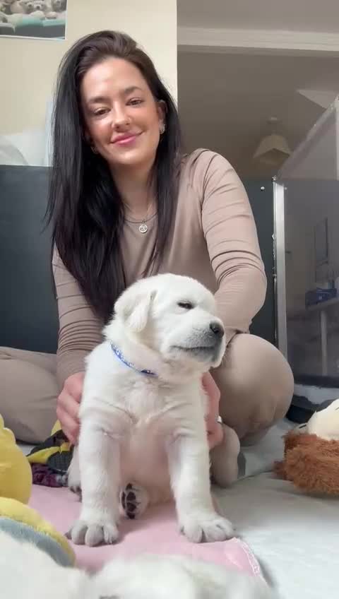 Goldador dogs for sale: Superb Goldador Puppies expected - Video 1