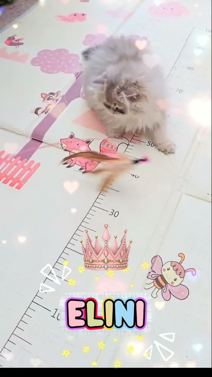 British Longhair cats for sale: 🧚‍♀️✨️ 3 Stunning  Sweet Babies 🐈🍬🐾 - Video 2