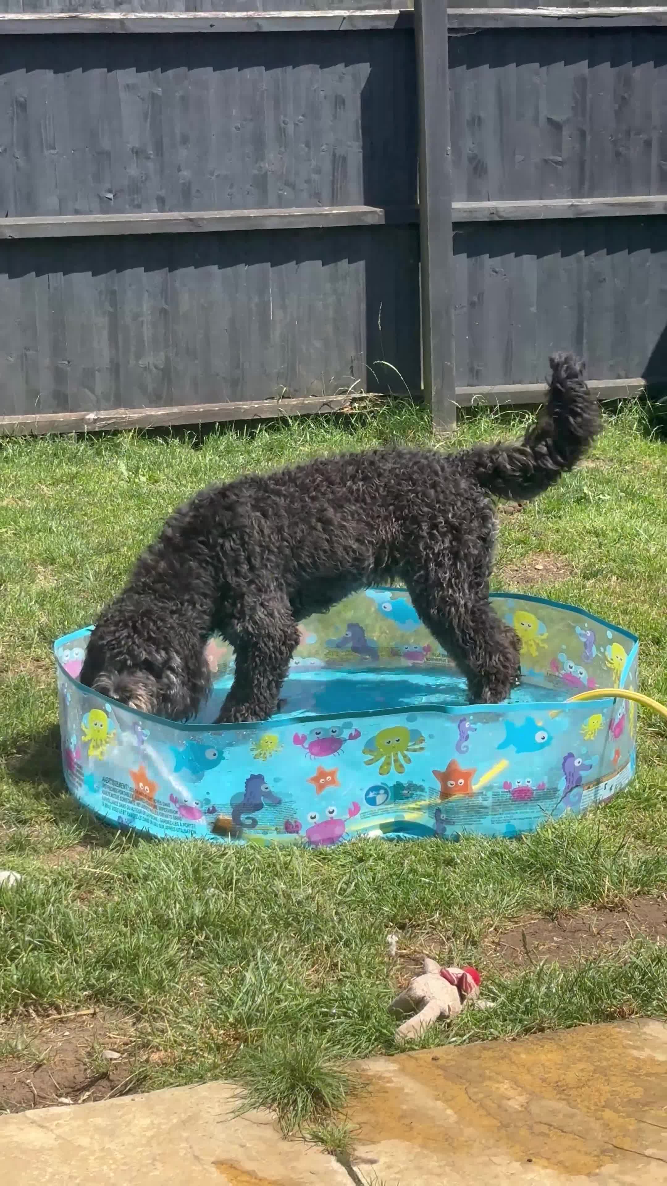 Saint Berdoodle dogs for sale: St bernedoodle in Cambridge - Video 1