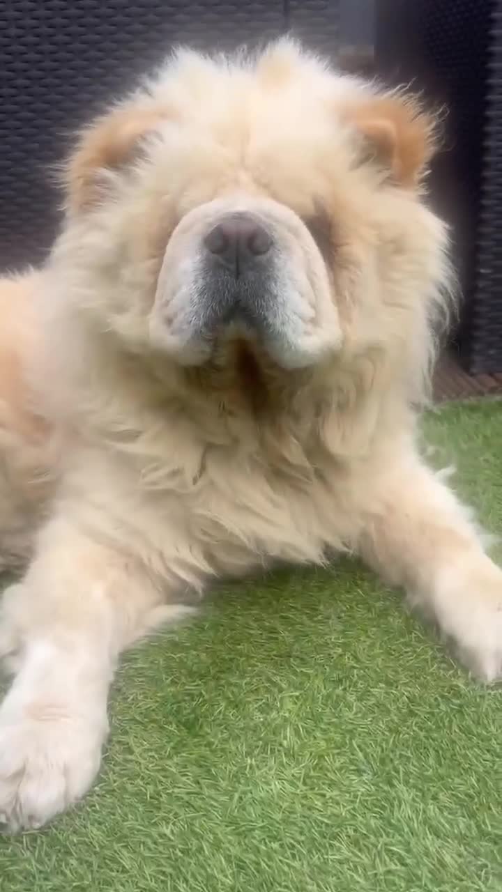 Chow Chow dogs for sale: Leo The Chow Chow in Mansfield - Video 1