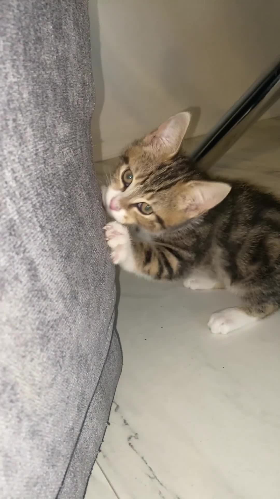 Mixed Breed cats for sale: 4 male kittens  - Video 1