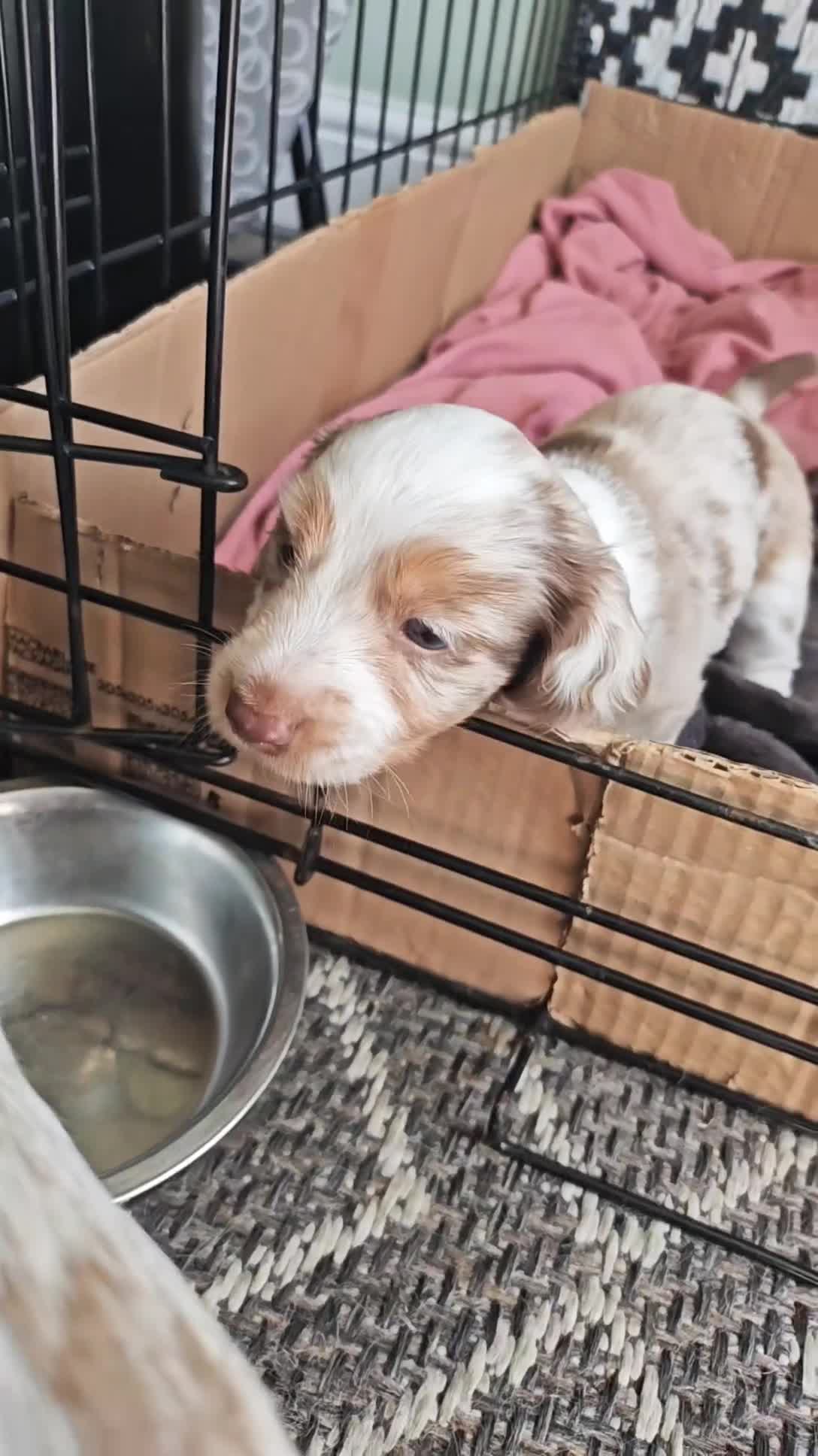 Miniature Dachshund dogs for sale: Long hair isabell dapple piebald - Video 1