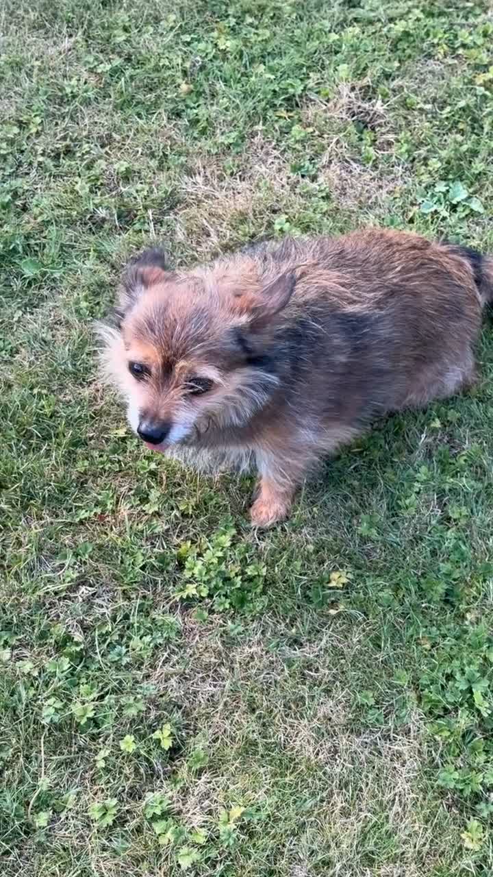 Mixed Breed dogs for sale: Buddy - Video 1