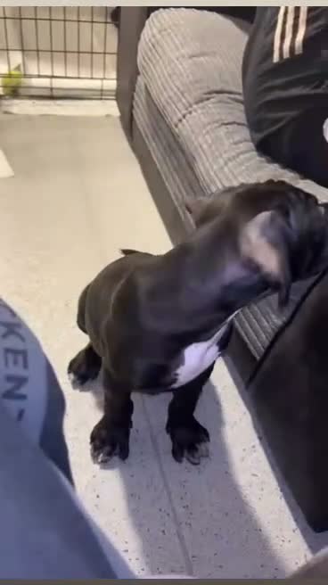 Mixed Breed dogs for sale: Bandogge mastiff pups  - Video 3