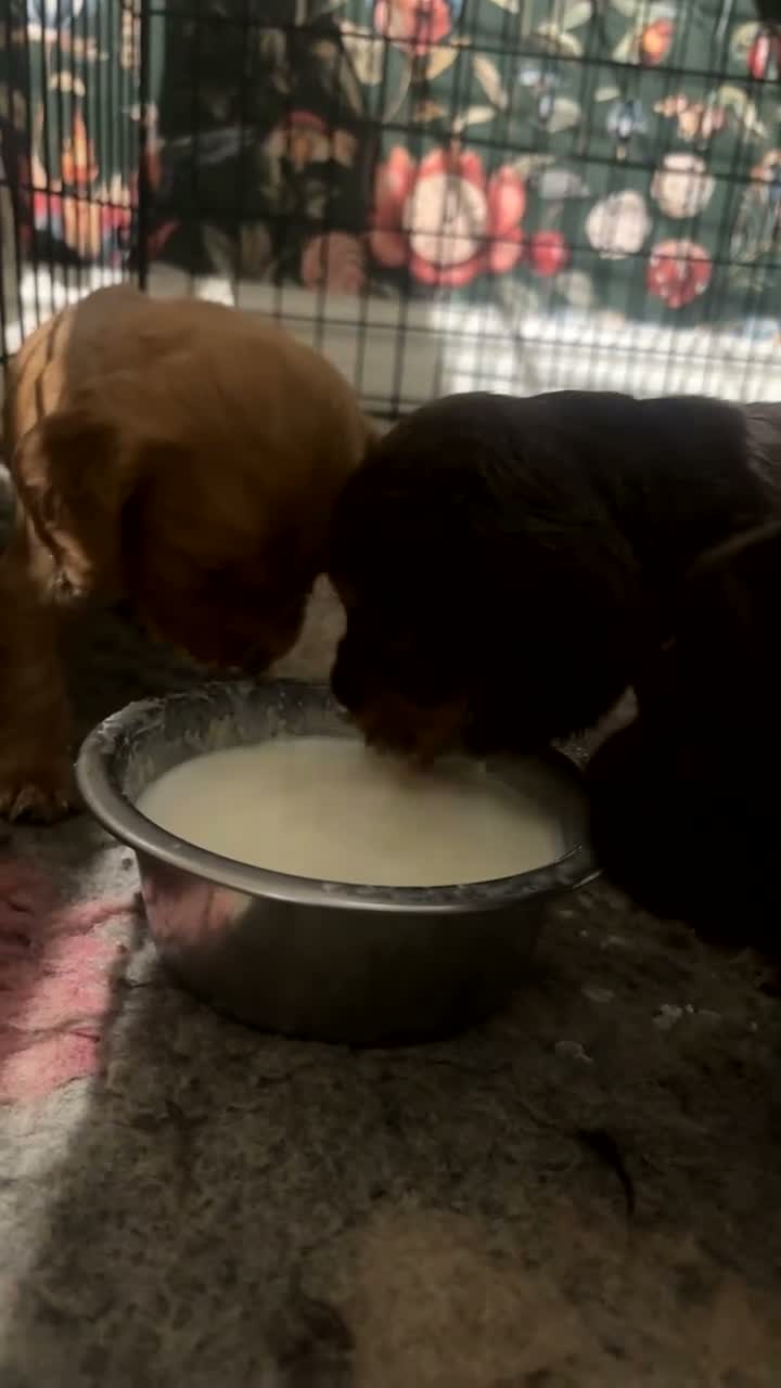 Cocker Spaniel dogs for sale: Kc, health tested cocker spaniel puppies  - Video 1